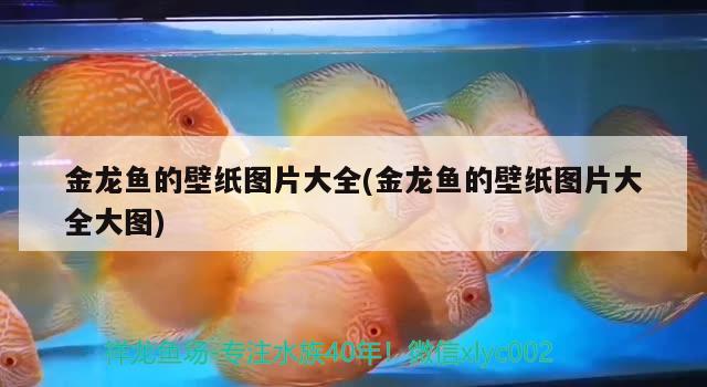 金龍魚的壁紙圖片大全(金龍魚的壁紙圖片大全大圖) 新加坡號半紅龍魚（練手級紅龍魚）