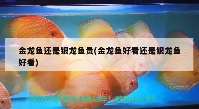 金龍魚(yú)還是銀龍魚(yú)貴(金龍魚(yú)好看還是銀龍魚(yú)好看) 銀龍魚(yú)百科