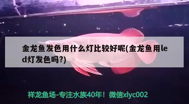 金龍魚發(fā)色用什么燈比較好呢(金龍魚用led燈發(fā)色嗎?) 白子銀龍苗（黃化銀龍苗）