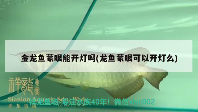 銀龍魚(yú)的風(fēng)水講究與注意事項(xiàng)，養(yǎng)銀龍魚(yú)的風(fēng)水講究與注意事項(xiàng)