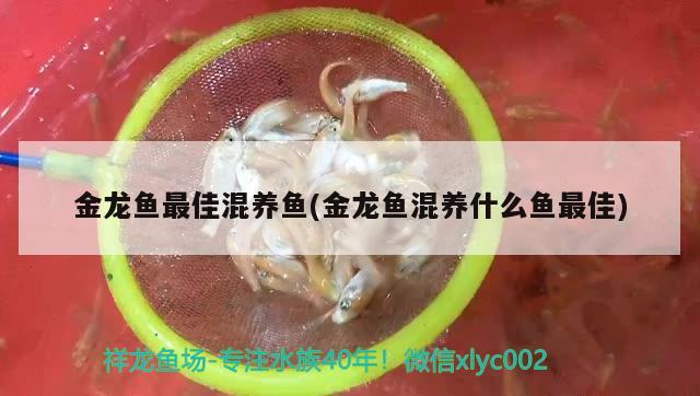 金龍魚最佳混養(yǎng)魚(金龍魚混養(yǎng)什么魚最佳) 大湖紅龍魚