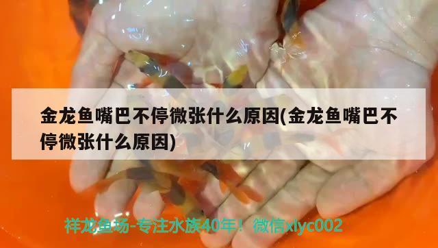 金龍魚嘴巴不停微張什么原因(金龍魚嘴巴不停微張什么原因) 泰龐海蓮魚