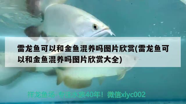 雷龍魚可以和金魚混養(yǎng)嗎圖片欣賞(雷龍魚可以和金魚混養(yǎng)嗎圖片欣賞大全)