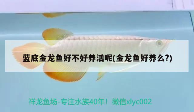 藍(lán)底金龍魚好不好養(yǎng)活呢(金龍魚好養(yǎng)么?) 非洲金鼓魚 第1張