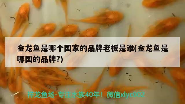 金龍魚是哪個(gè)國家的品牌老板是誰(金龍魚是哪國的品牌?)