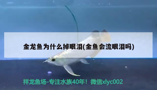 金龍魚為什么掉眼淚(金魚會流眼淚嗎)