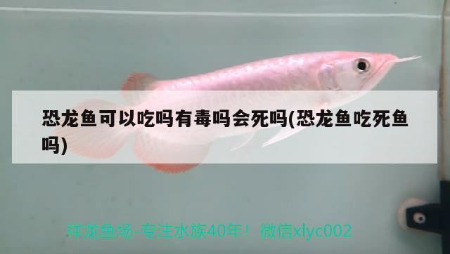 恐龍魚可以吃嗎有毒嗎會死嗎(恐龍魚吃死魚嗎) 申古三間魚