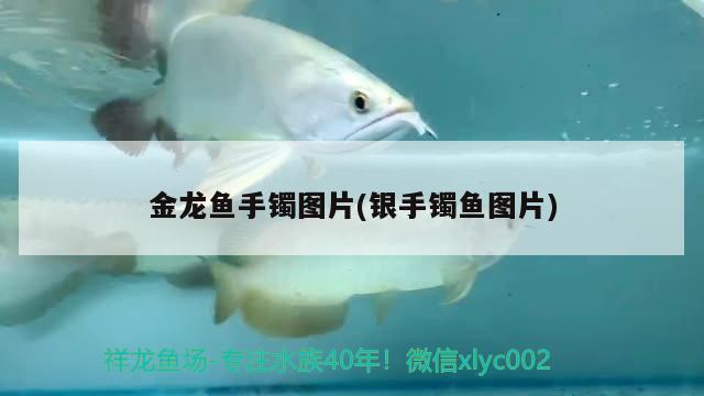 金龍魚手鐲圖片(銀手鐲魚圖片) 潛水泵