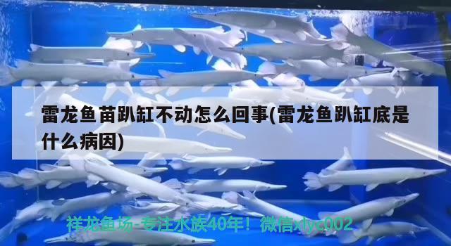 雷龍魚苗趴缸不動怎么回事(雷龍魚趴缸底是什么病因) 丹頂錦鯉魚