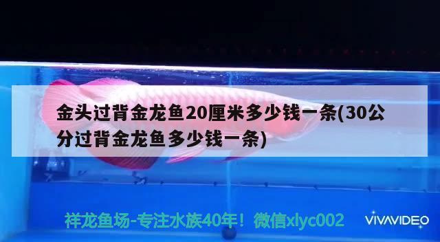 金頭過背金龍魚20厘米多少錢一條(30公分過背金龍魚多少錢一條)