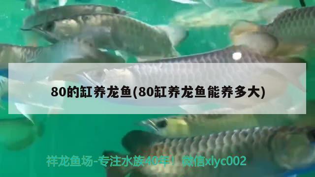 80的缸養(yǎng)龍魚(80缸養(yǎng)龍魚能養(yǎng)多大)