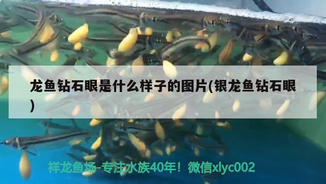 龍魚鉆石眼是什么樣子的圖片(銀龍魚鉆石眼)