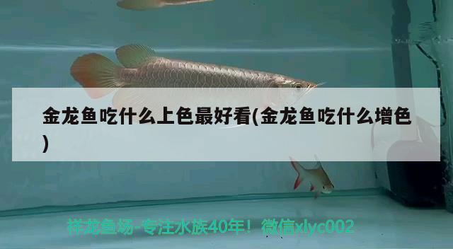 金龍魚吃什么上色最好看(金龍魚吃什么增色) 帝王迷宮魚 第1張