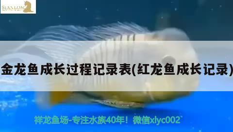 養(yǎng)龍魚缸多高合適 龍魚缸多高最好 觀賞魚