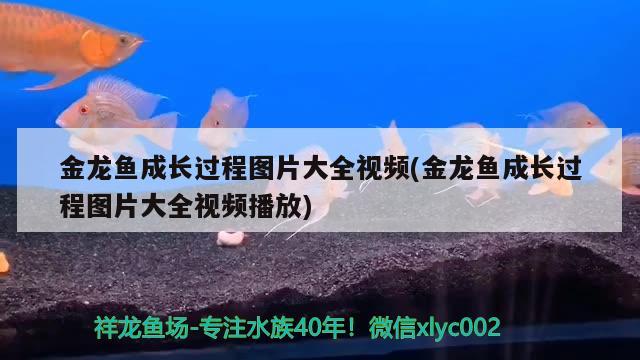 金龍魚成長過程圖片大全視頻(金龍魚成長過程圖片大全視頻播放)