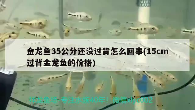 金龍魚35公分還沒過背怎么回事(15cm過背金龍魚的價格) 過背金龍魚