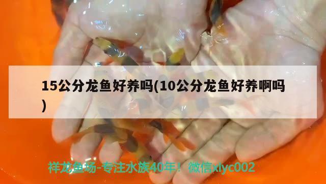 15公分龍魚好養(yǎng)嗎(10公分龍魚好養(yǎng)啊嗎)