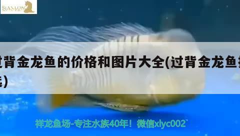 過背金龍魚的價格和圖片大全(過背金龍魚挑選)