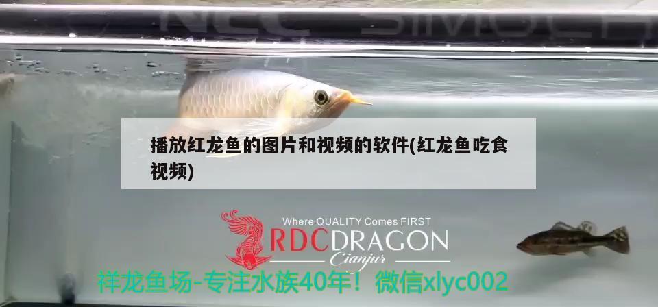 播放紅龍魚的圖片和視頻的軟件(紅龍魚吃食視頻)