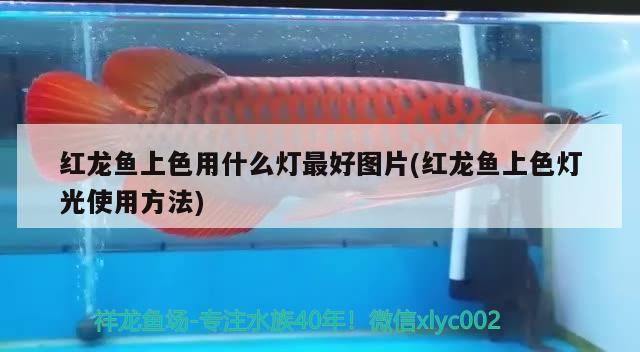 紅龍魚上色用什么燈最好圖片(紅龍魚上色燈光使用方法) 野彩魚