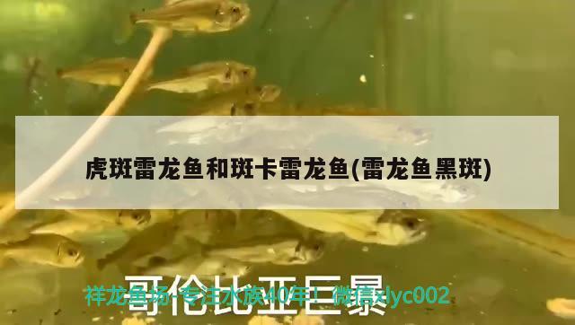 虎斑雷龍魚和斑卡雷龍魚(雷龍魚黑斑) 喂食器