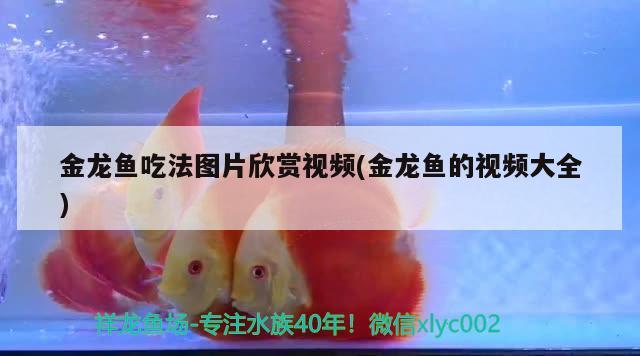 金龍魚吃法圖片欣賞視頻(金龍魚的視頻大全)