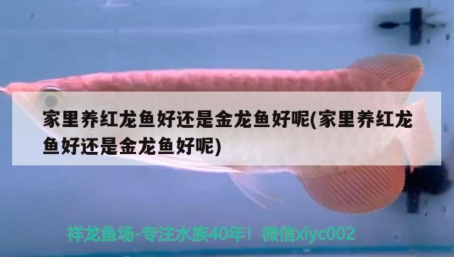 白化招財(cái)龍魚(yú)吃什么(白龍魚(yú)能吃嗎)