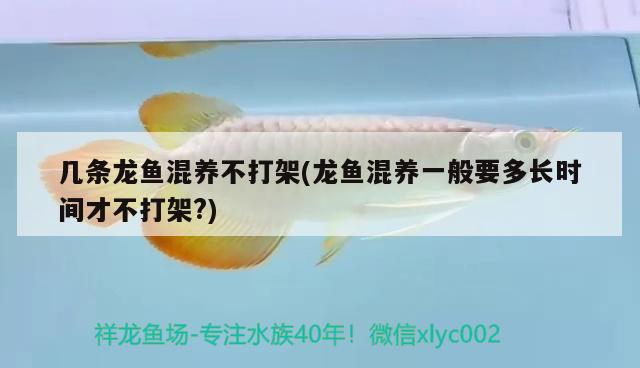 幾條龍魚混養(yǎng)不打架(龍魚混養(yǎng)一般要多長時(shí)間才不打架?) 印尼小紅龍