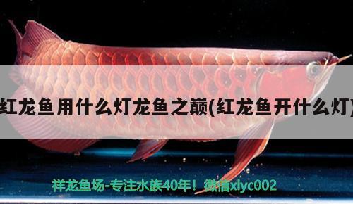 紅龍魚用什么燈龍魚之巔(紅龍魚開什么燈)