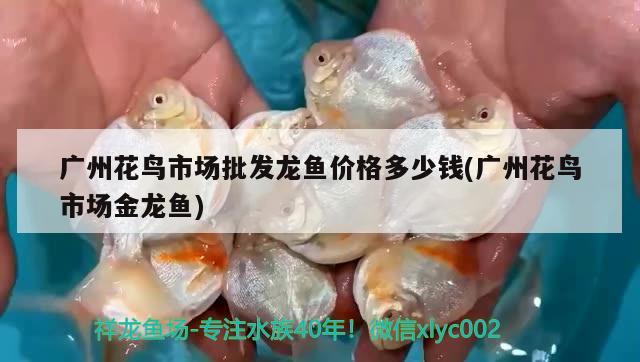 廣州花鳥市場批發(fā)龍魚價格多少錢(廣州花鳥市場金龍魚) 稀有金龍魚