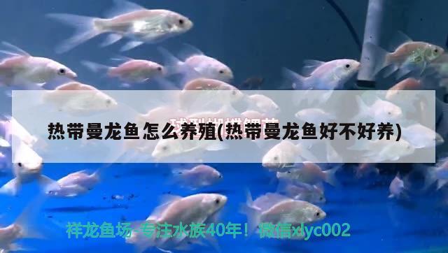 熱帶曼龍魚怎么養(yǎng)殖(熱帶曼龍魚好不好養(yǎng))