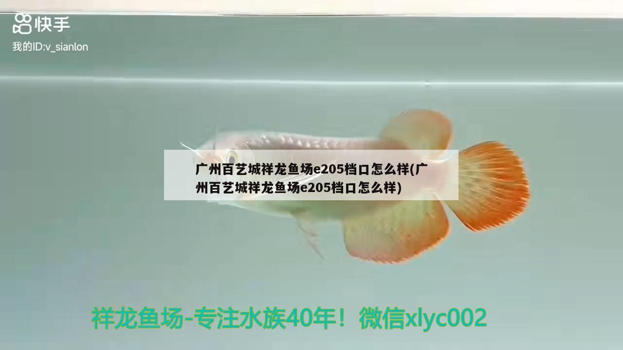 彩虹羅漢魚膽小嗎好養(yǎng)嗎視頻：和平精英水族館8級放什么魚 羅漢魚 第1張