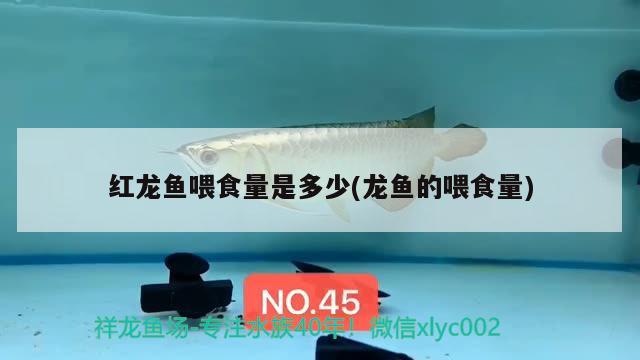 紅龍魚喂食量是多少(龍魚的喂食量) 青龍魚