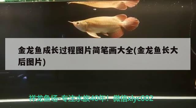 金龍魚成長(zhǎng)過程圖片簡(jiǎn)筆畫大全(金龍魚長(zhǎng)大后圖片) 祥龍超血紅龍魚