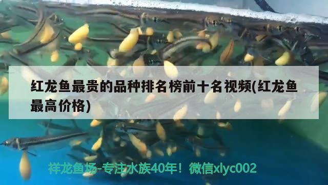 紅龍魚最貴的品種排名榜前十名視頻(紅龍魚最高價(jià)格)