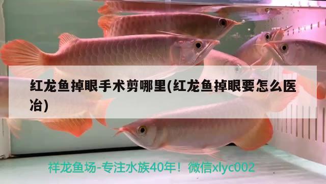 紅龍魚掉眼手術(shù)剪哪里(紅龍魚掉眼要怎么醫(yī)冶)