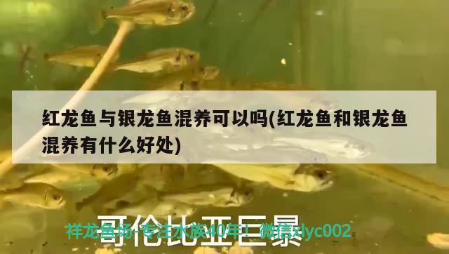 紅龍魚與銀龍魚混養(yǎng)可以嗎(紅龍魚和銀龍魚混養(yǎng)有什么好處) 銀龍魚百科