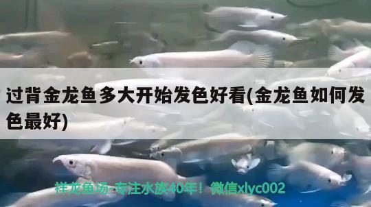 過背金龍魚多大開始發(fā)色好看(金龍魚如何發(fā)色最好)