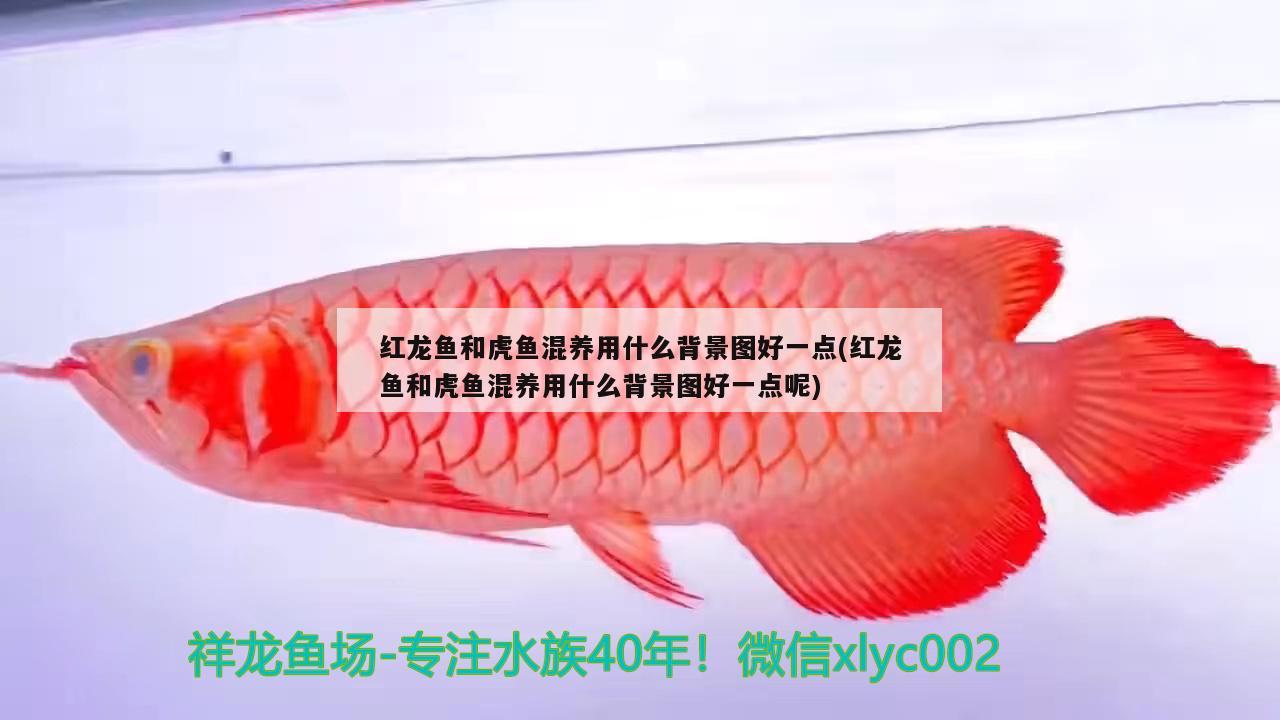 紅龍魚和虎魚混養(yǎng)用什么背景圖好一點(diǎn)(紅龍魚和虎魚混養(yǎng)用什么背景圖好一點(diǎn)呢)