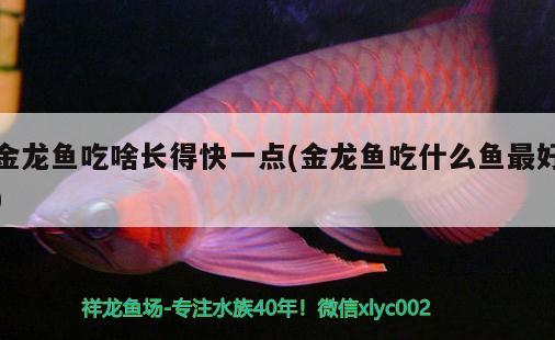 金龍魚吃啥長得快一點(diǎn)(金龍魚吃什么魚最好) 黑白雙星