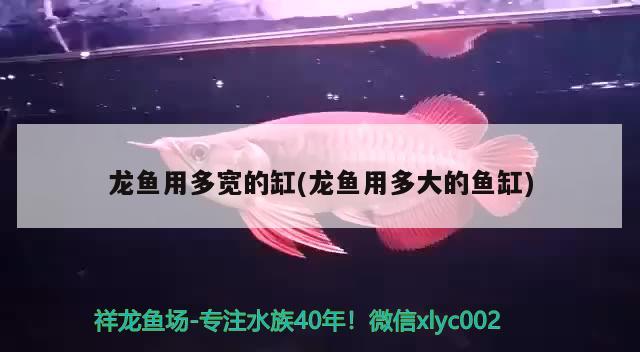 龍魚用多寬的缸(龍魚用多大的魚缸) 進口元寶鳳凰魚