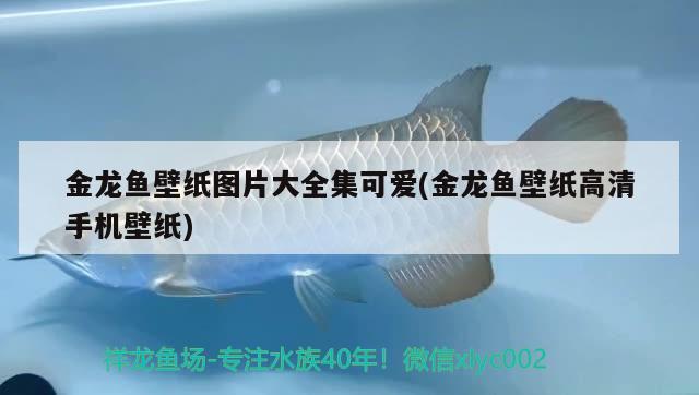 金龍魚壁紙圖片大全集可愛(金龍魚壁紙高清手機壁紙)