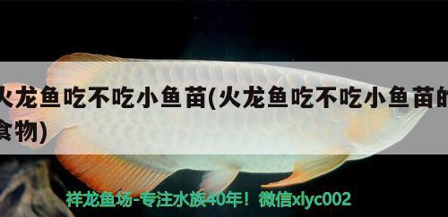 火龍魚吃不吃小魚苗(火龍魚吃不吃小魚苗的食物)