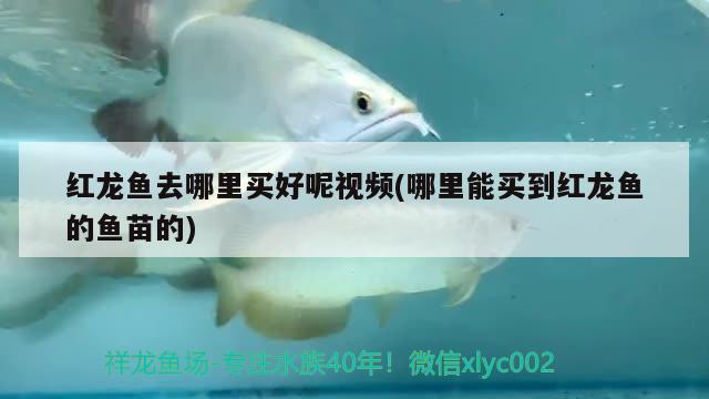 紅龍魚(yú)去哪里買(mǎi)好呢視頻(哪里能買(mǎi)到紅龍魚(yú)的魚(yú)苗的)