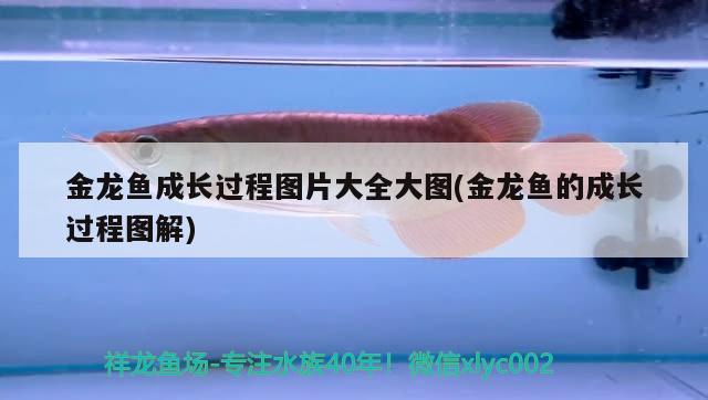 金龍魚成長過程圖片大全大圖(金龍魚的成長過程圖解) 黑白雙星