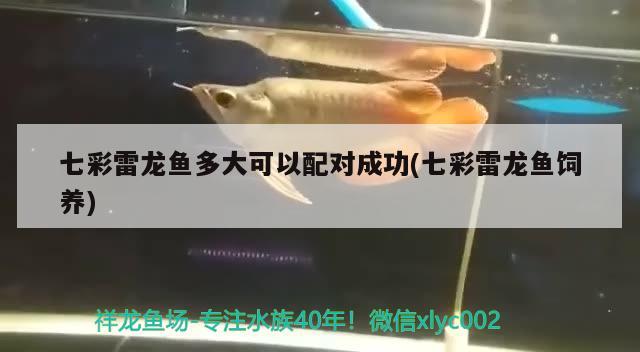 七彩雷龍魚多大可以配對成功(七彩雷龍魚飼養(yǎng)) 眼斑魚