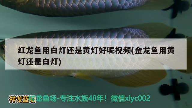 紅龍魚(yú)用白燈還是黃燈好呢視頻(金龍魚(yú)用黃燈還是白燈) 南美異型魚(yú)