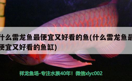 虎魚(yú)怎么樣才能長(zhǎng)明？ 虎魚(yú)百科 第4張