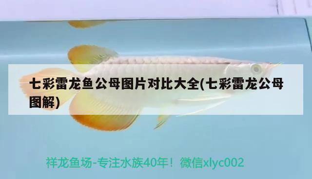 七彩雷龍魚公母圖片對比大全(七彩雷龍公母圖解)