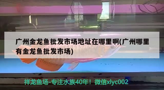 廣州金龍魚批發(fā)市場地址在哪里啊(廣州哪里有金龍魚批發(fā)市場) 龍魚批發(fā)